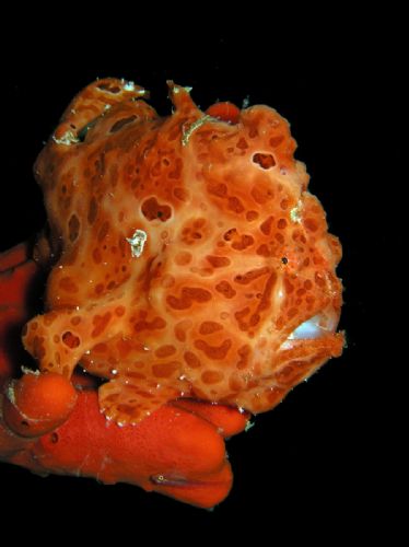 Frogfish