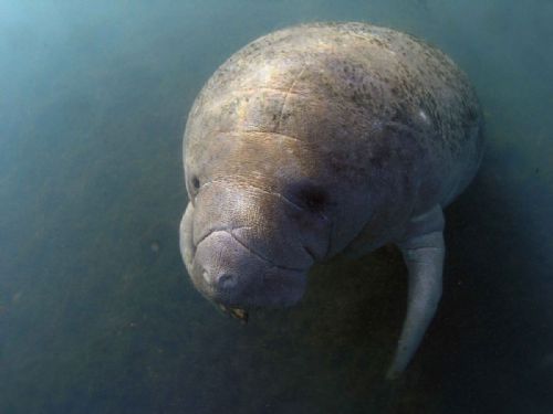 manatee 01