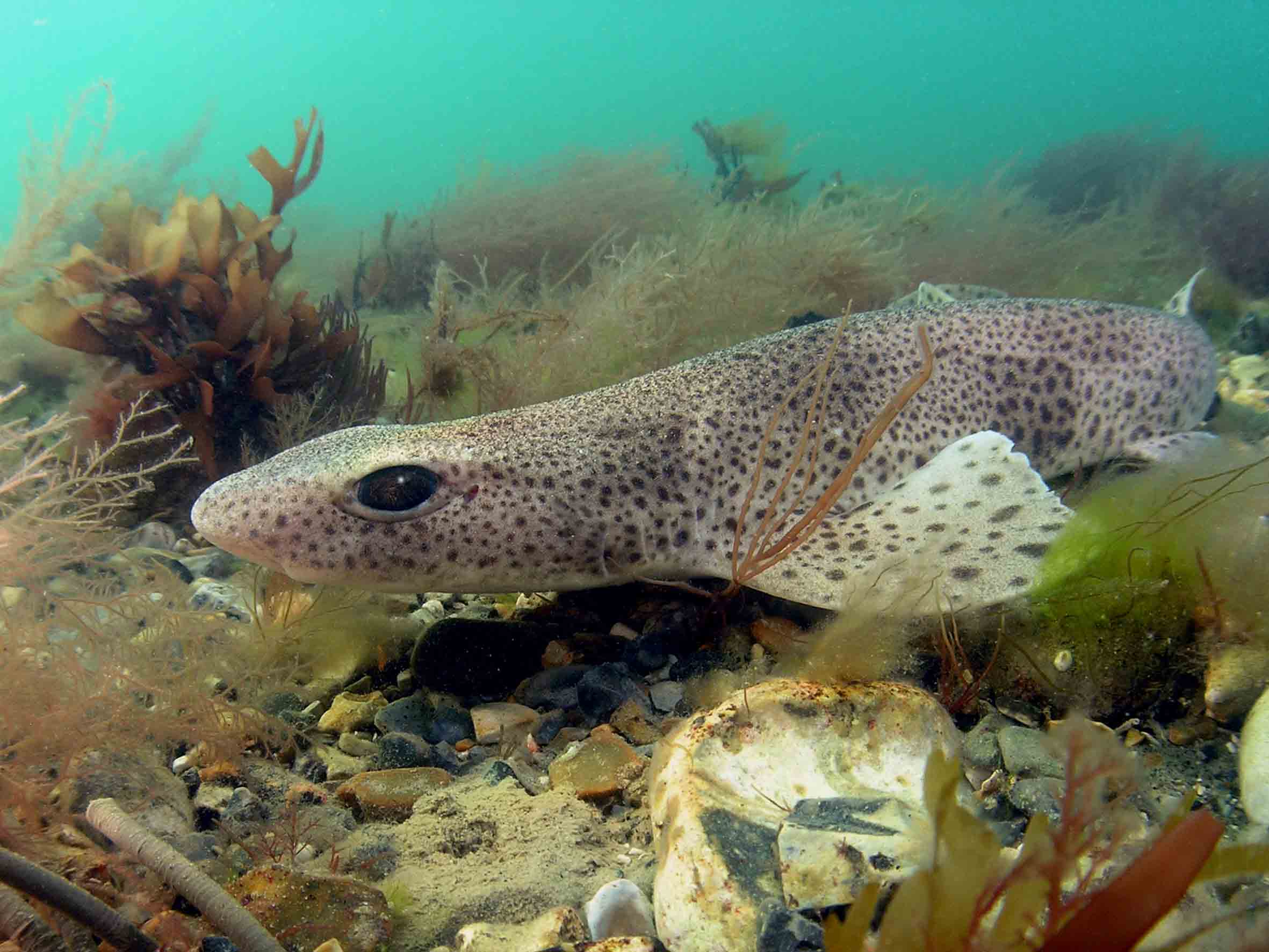 Рыба собака. Dogfish рыба. Рыба Катран рыба собака. Морская рыба черного моря морская собака Катран. Белоточечная рыба собака.